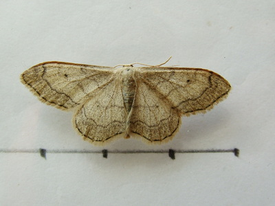 Riband Wave